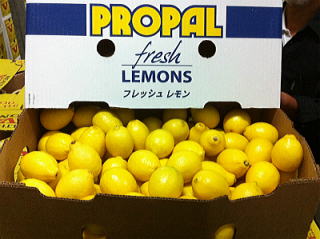 PROPALivpj